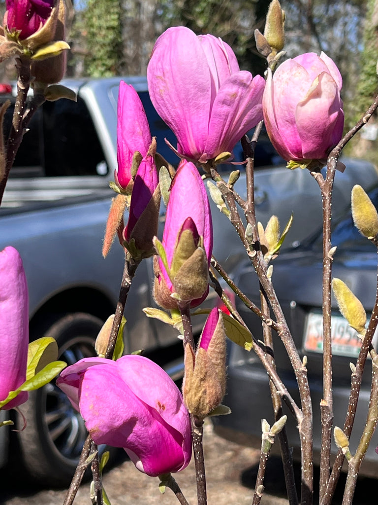 Jane Magnolia Tree