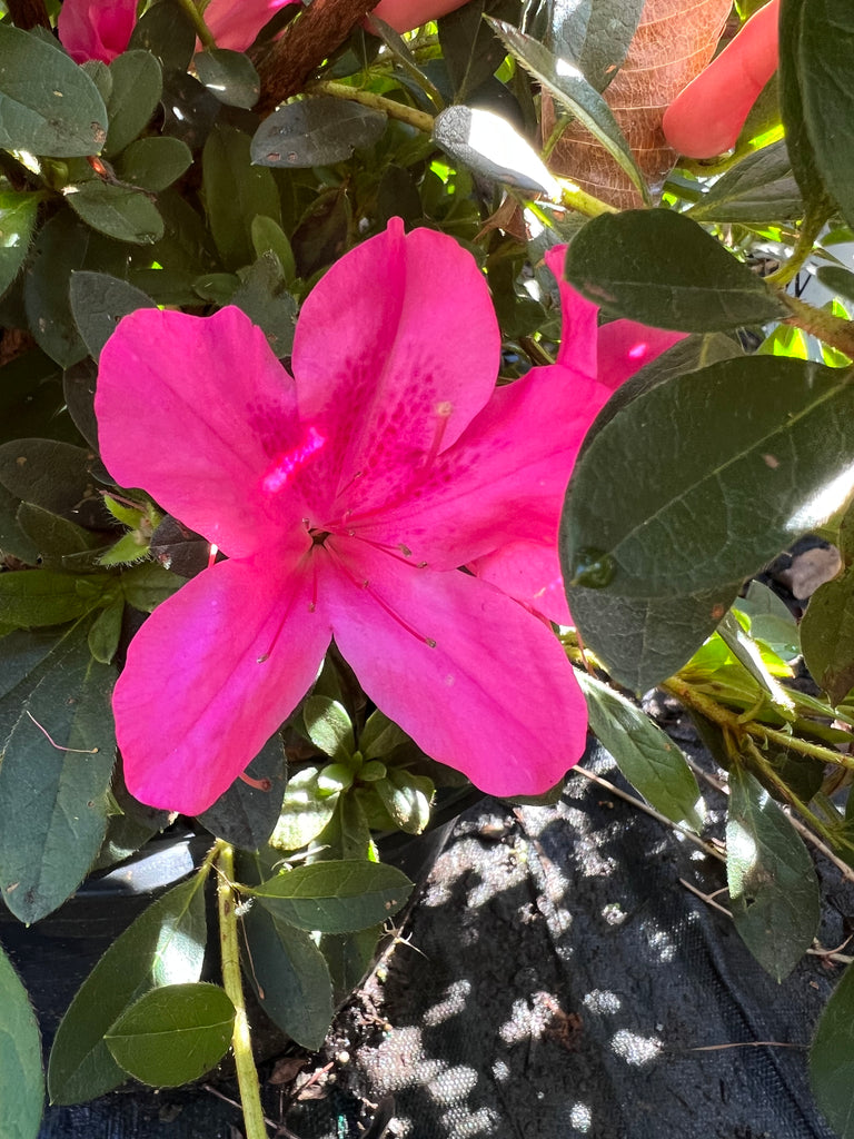 Autumn Sangria Encore Azalea