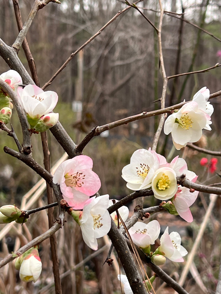 Toyo-Nishiki Flowering Quince