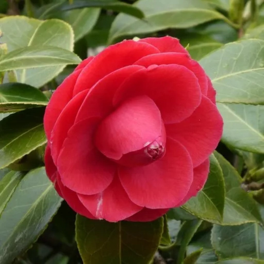 Camellia japonica C M Hovey