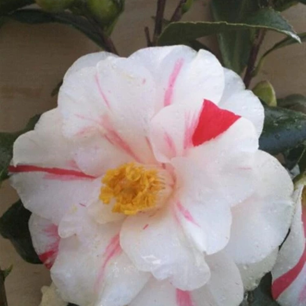 Camellia Lady Vansittart