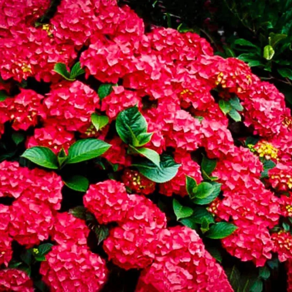 Cardinal Red Hydrangea