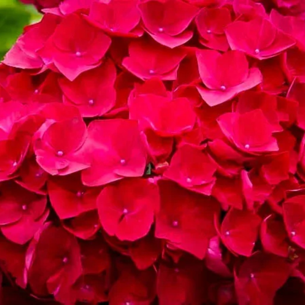 Cardinal Red Hydrangea