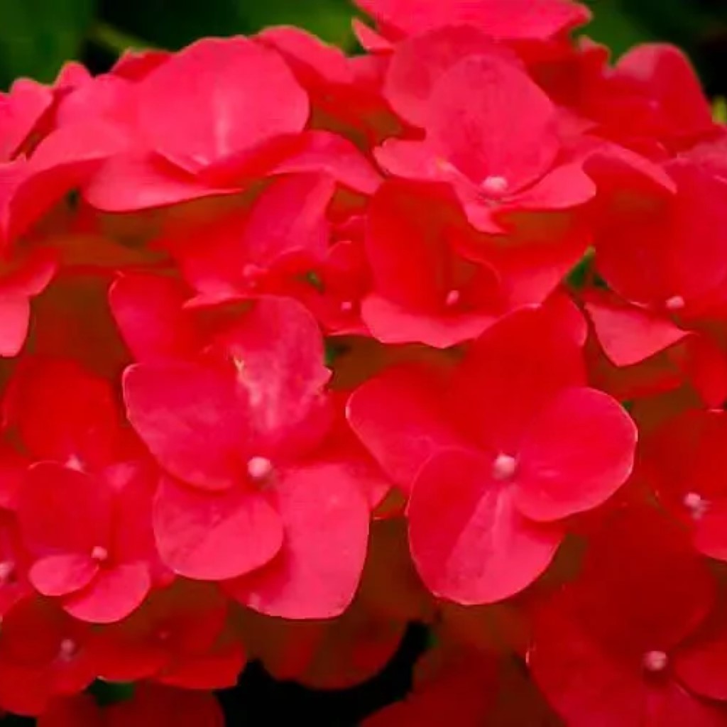 Cardinal Red Hydrangea