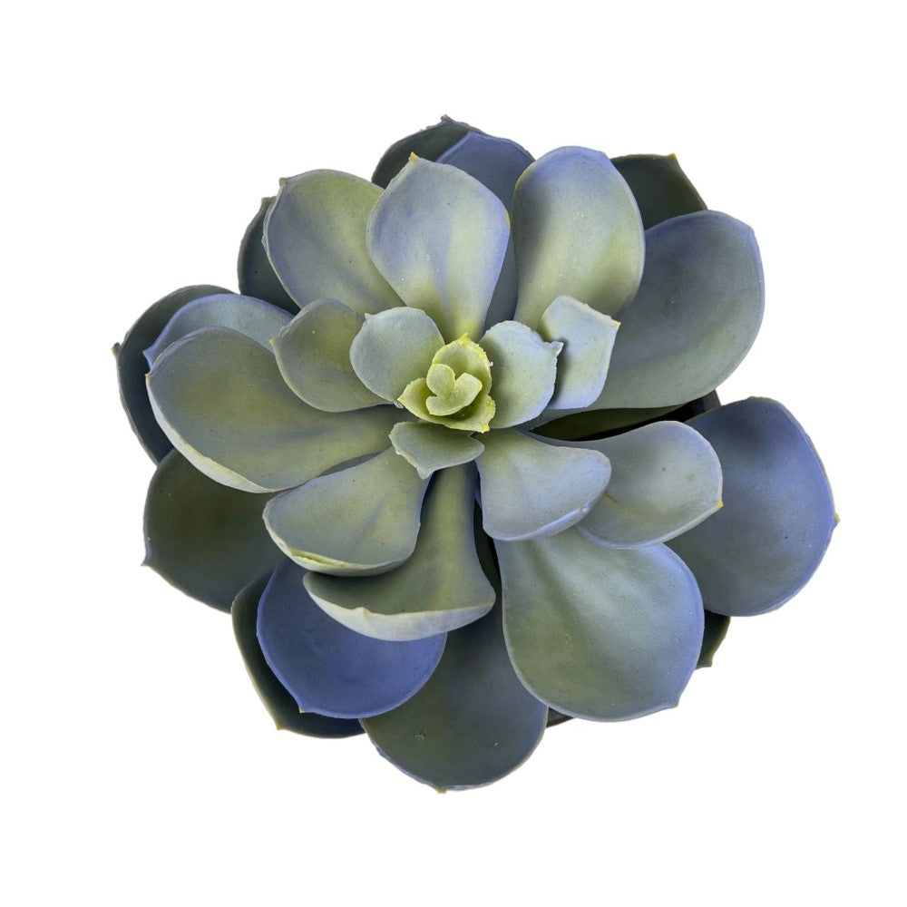 Gorgeous Echeveria in Color of Your Choice - Artificial