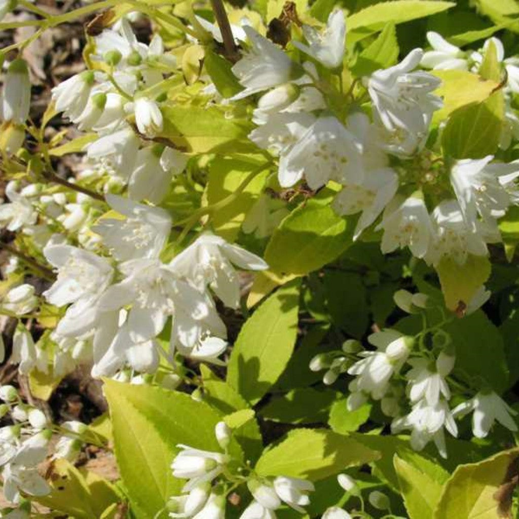 Chardonnay Pearls Deutzia