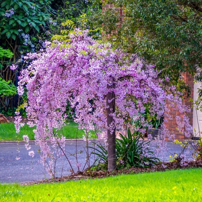 Cherry - Weeping Pendula (pink)