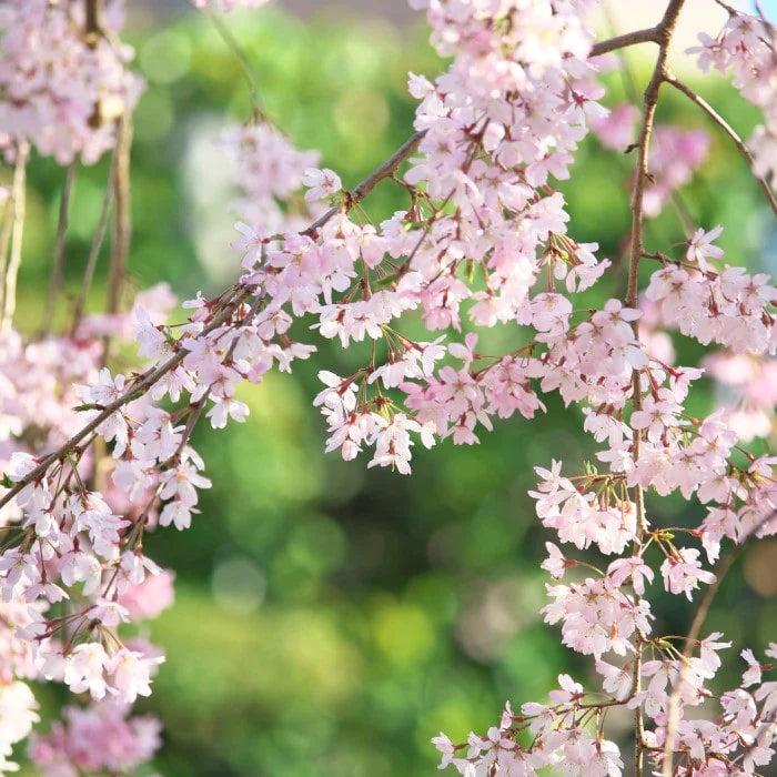 Cherry - Weeping Pendula (pink)