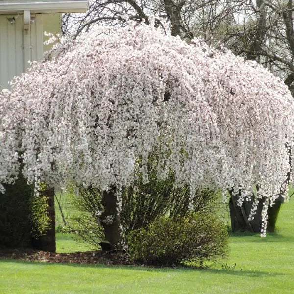 Cherry - Weeping Snow Fountains