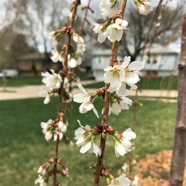 Cherry - Weeping Snow Fountains