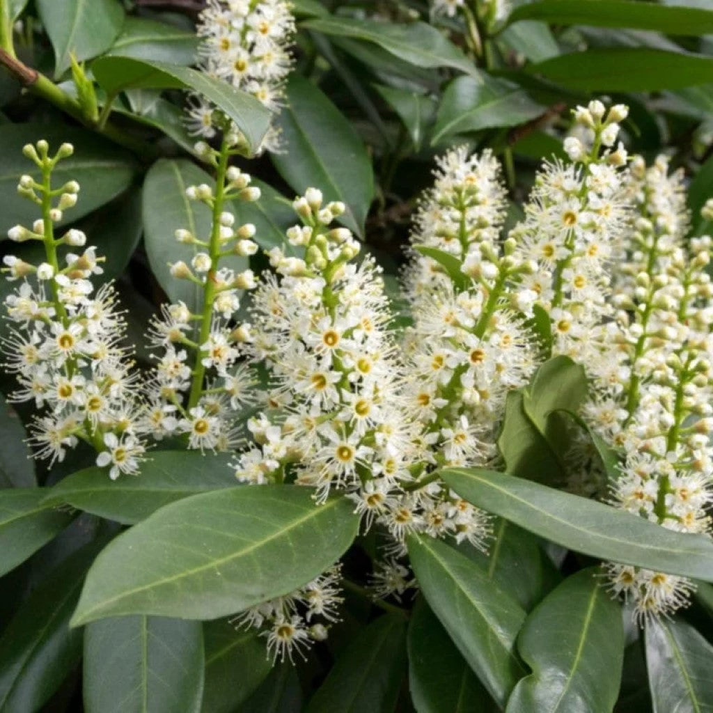 Cherry Ruffles Cherry Laurel