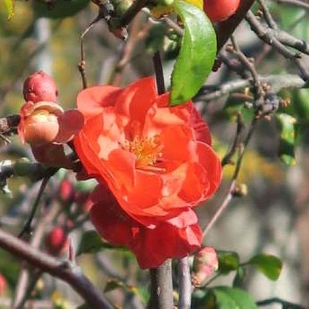 Chojuraku Flowering Quince