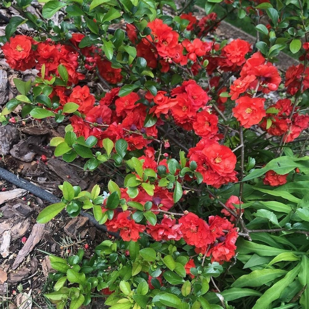 Chojuraku Flowering Quince