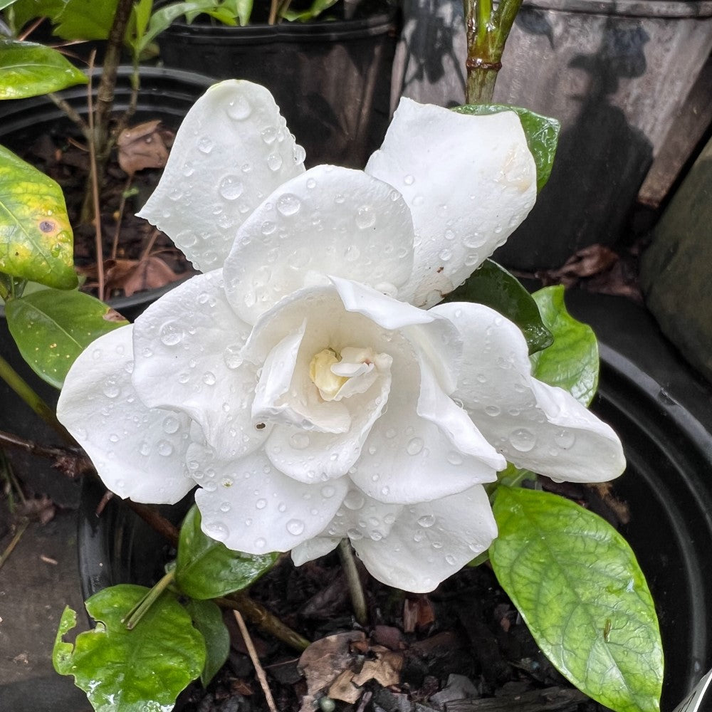 Chuck Hayes Gardenia-Cold Hardy Gardenia