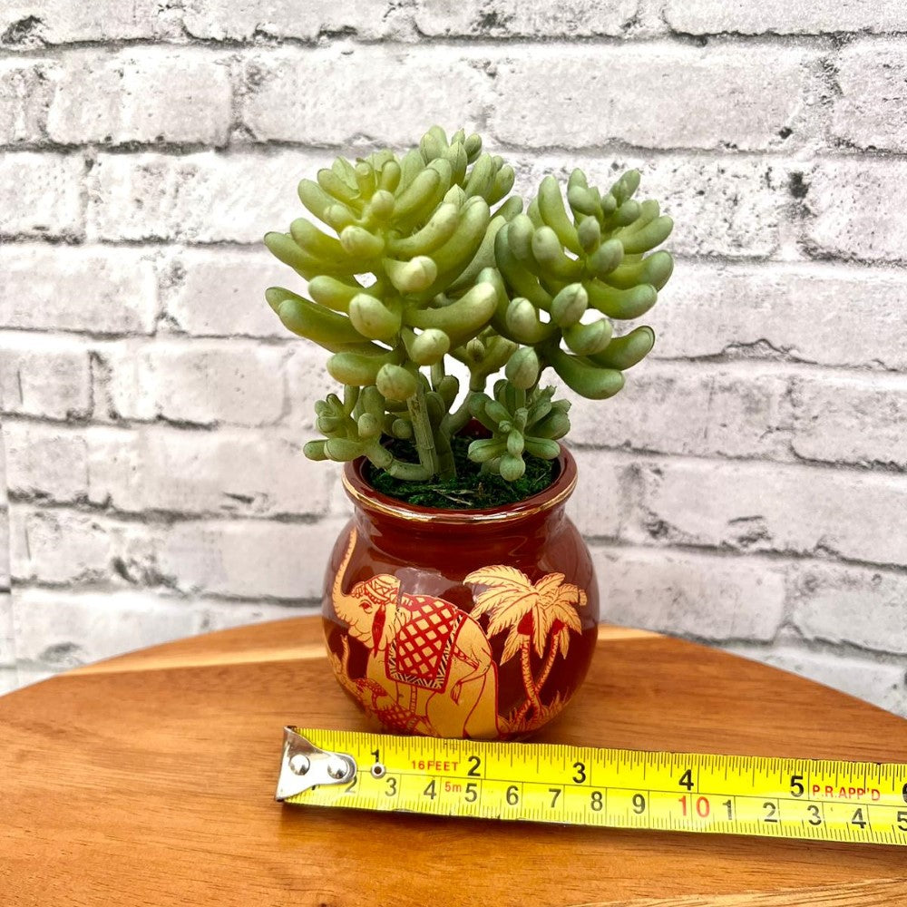 Beautiful Mini Green Succulent-Artificial