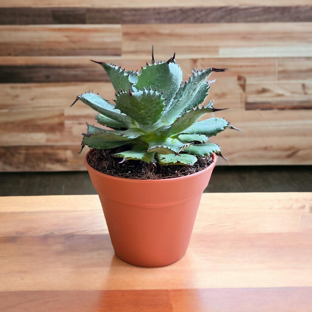 Blue Agave Mini