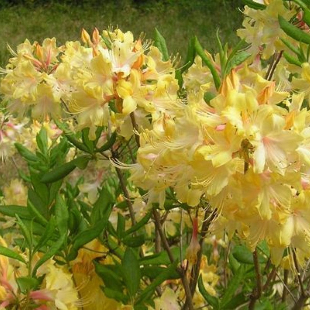 Azalea 'Clear Creek’