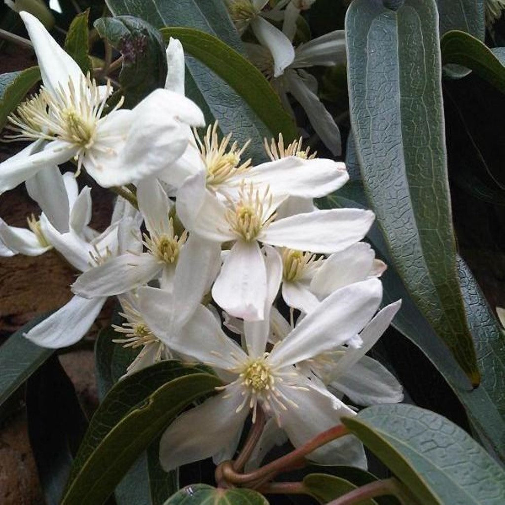 Clematis Armandii (Tripod)