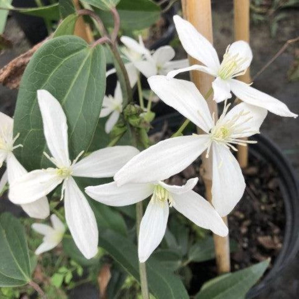 Clematis Armandii (Tripod)