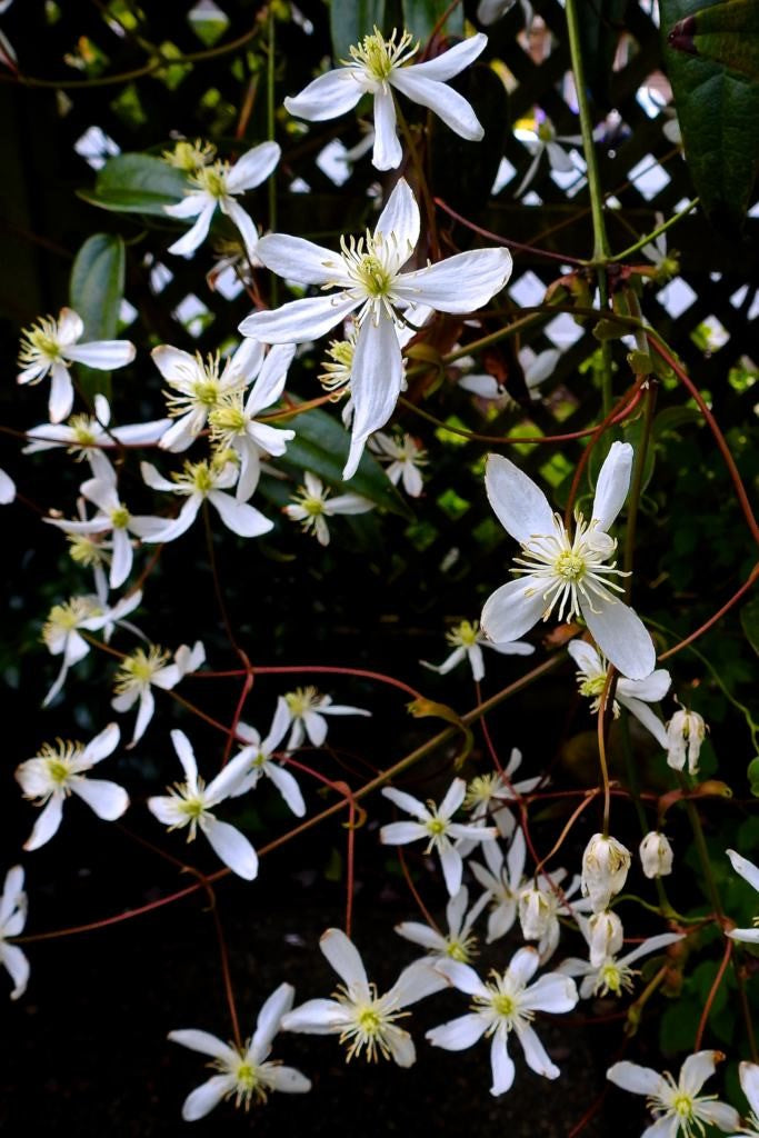 Clematis Armandii (Tripod)