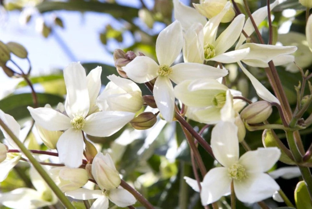 Clematis Armandii (Tripod)