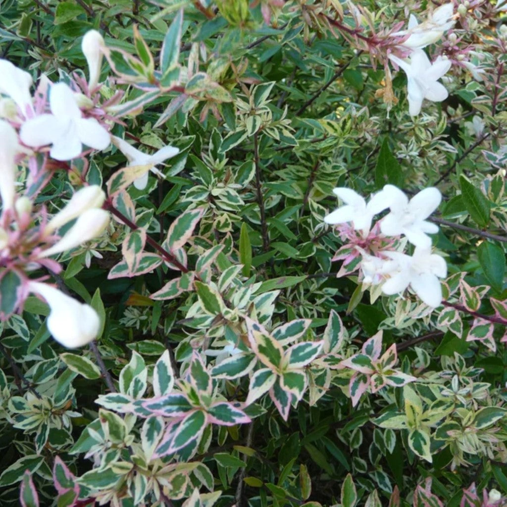 Confettii Abelia