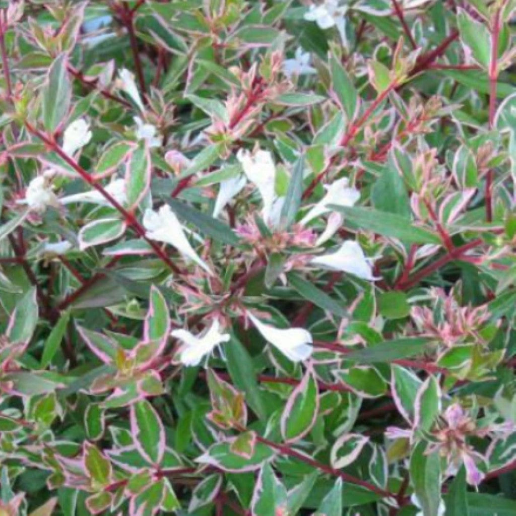 Confettii Abelia