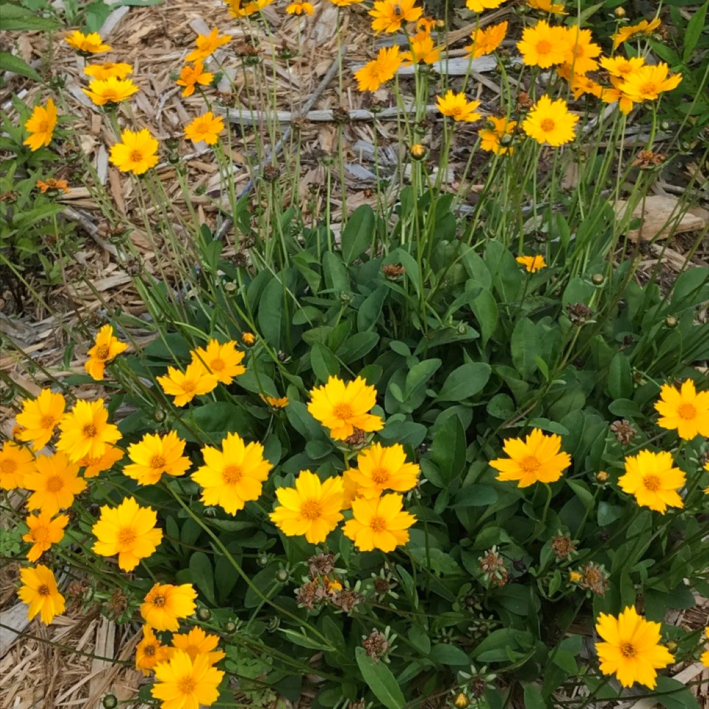 Quart Pot/10 Count Flat: Coreopsis Auriculata 'Nana' Mouse Ear Tickseed. Tick-Shaped, Flat Green Leaves, Bright Yellow Flowers