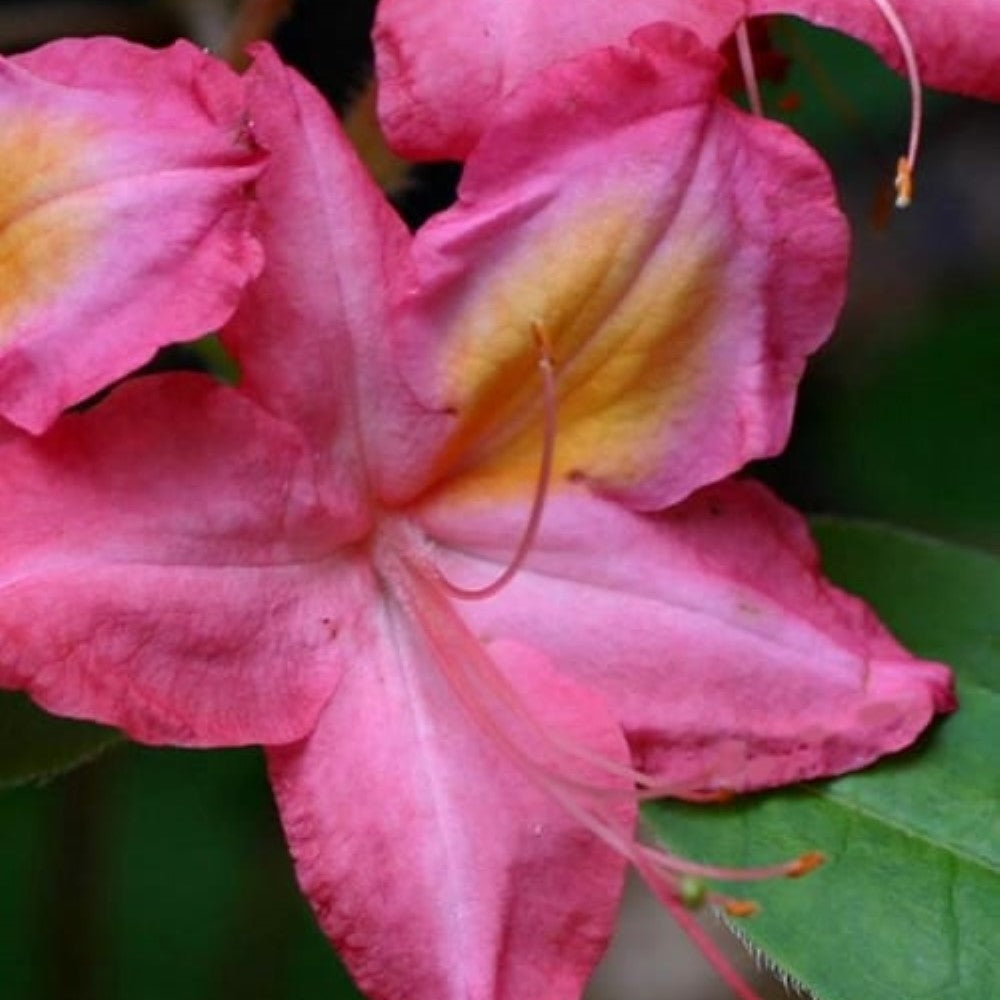 Country Cousins Aromi Azalea