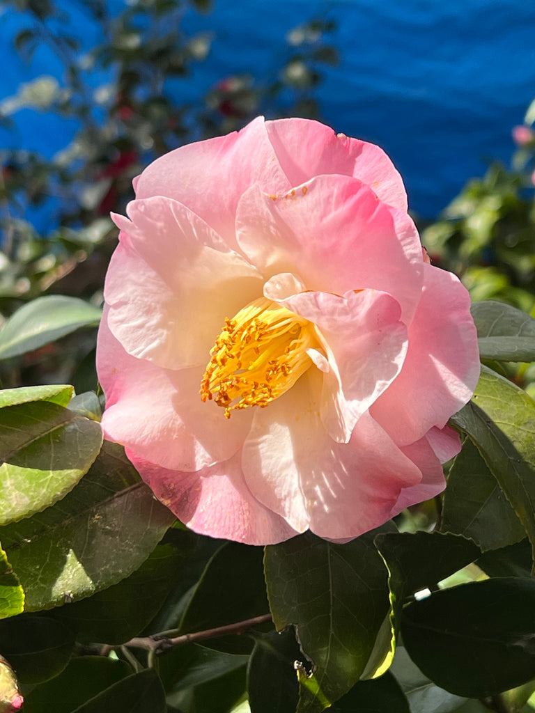 Camellia Dr Tinsley-Elegant Shell Pink Flowers Blooms