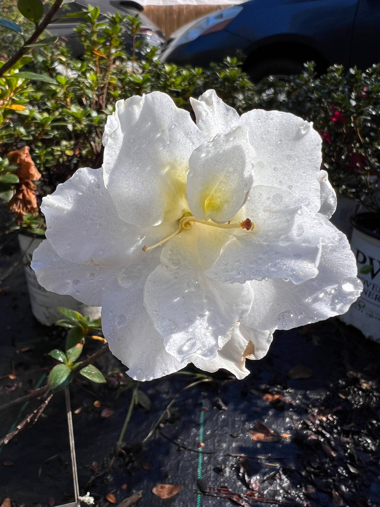 Perfecto Mundo Double White Reblooming Azalea