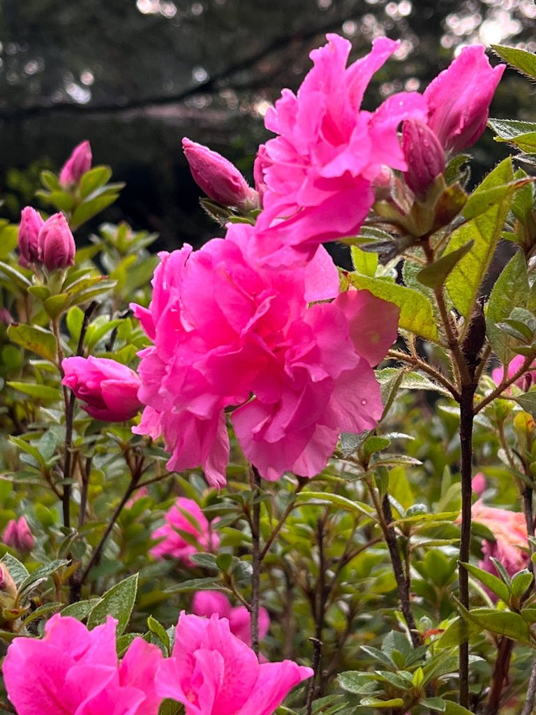 Autumn Carnation Encore Azalea