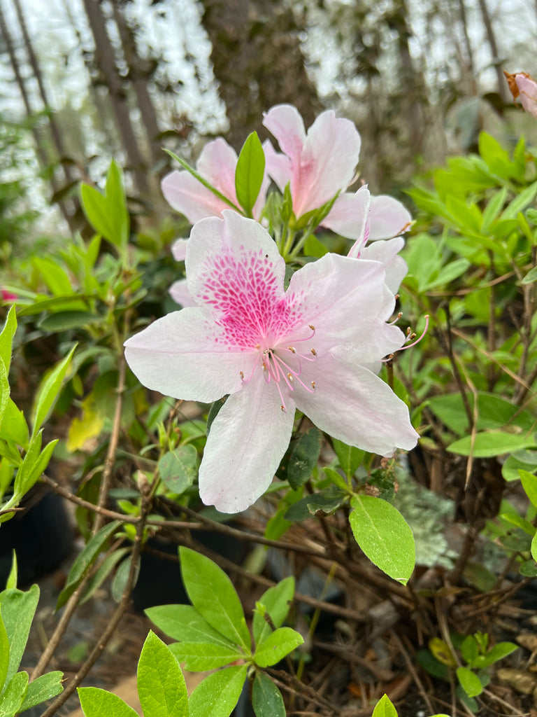 George Tabor Azalea