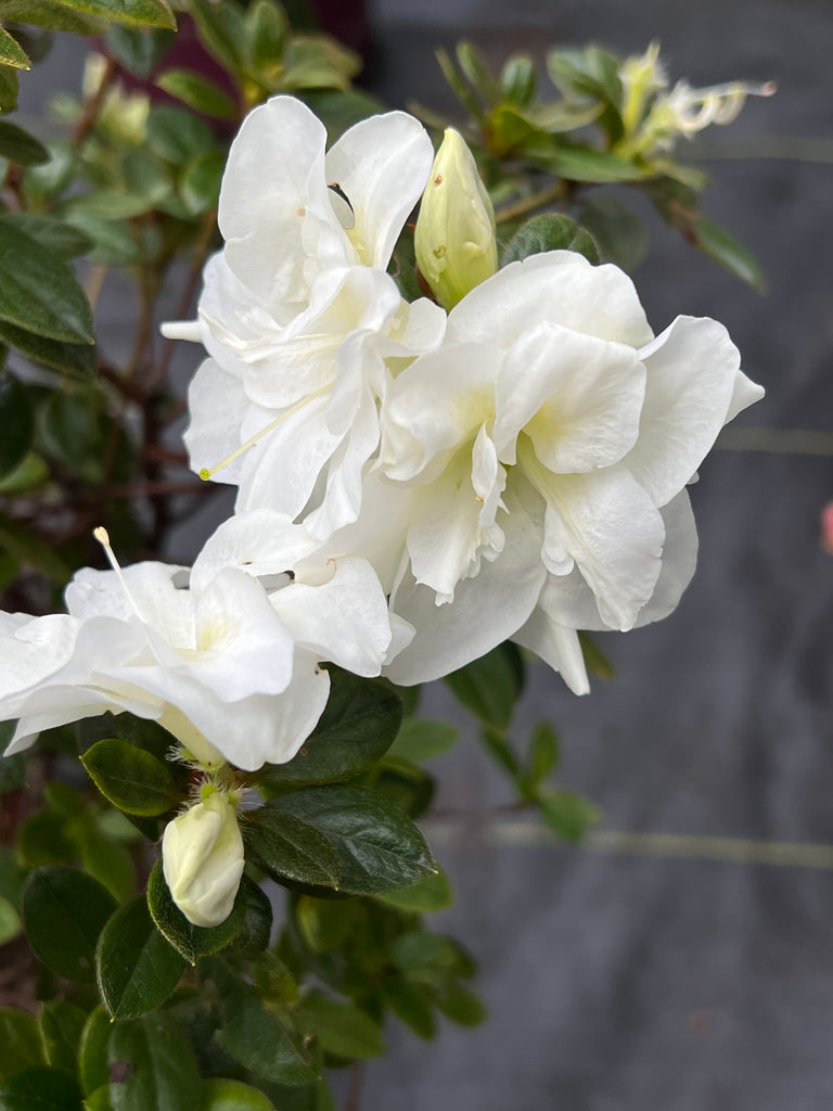 Autumn Moonlight Encore Azalea