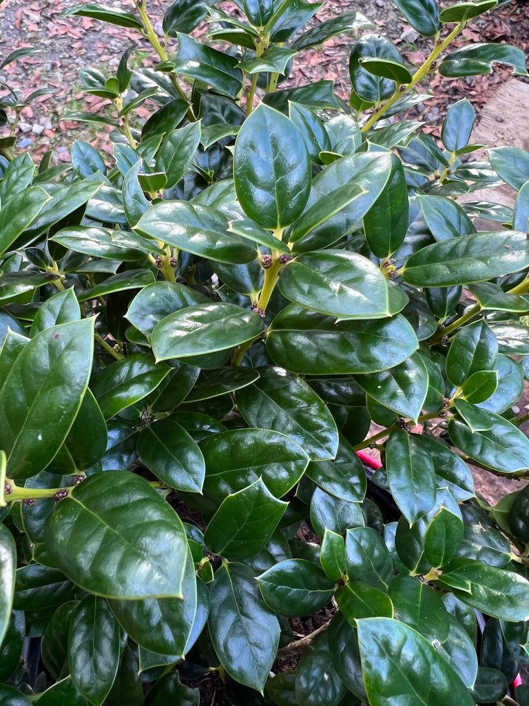 Dwarf Burford Holly