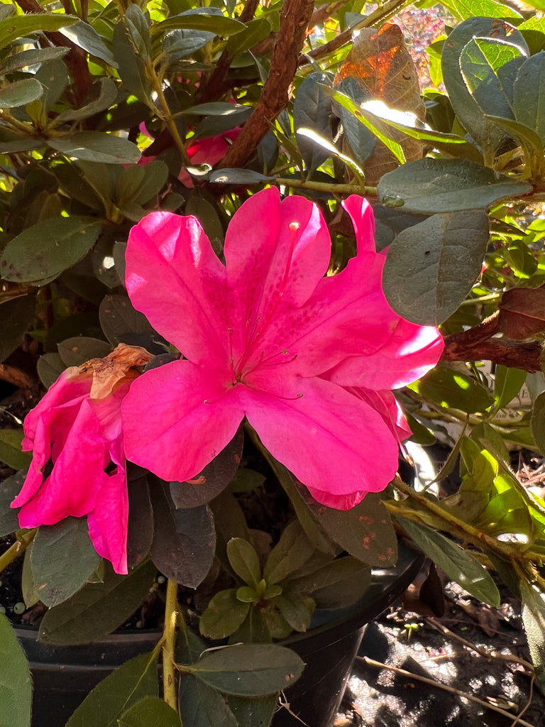 Autumn Sangria Encore Azalea