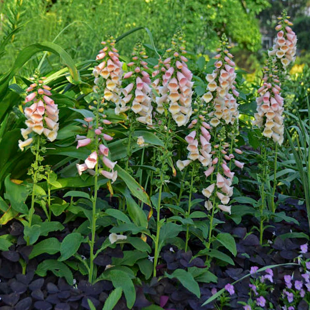 Quart Pot/10 Count Flat: Digitalis Purpurea 'Dalmatian Peach' Foxglove. Deep Green Basal Foliage