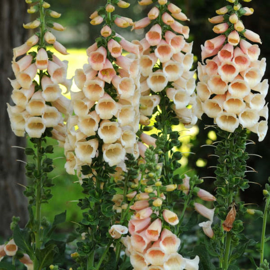 Quart Pot/10 Count Flat: Digitalis Purpurea 'Dalmatian Peach' Foxglove. Deep Green Basal Foliage