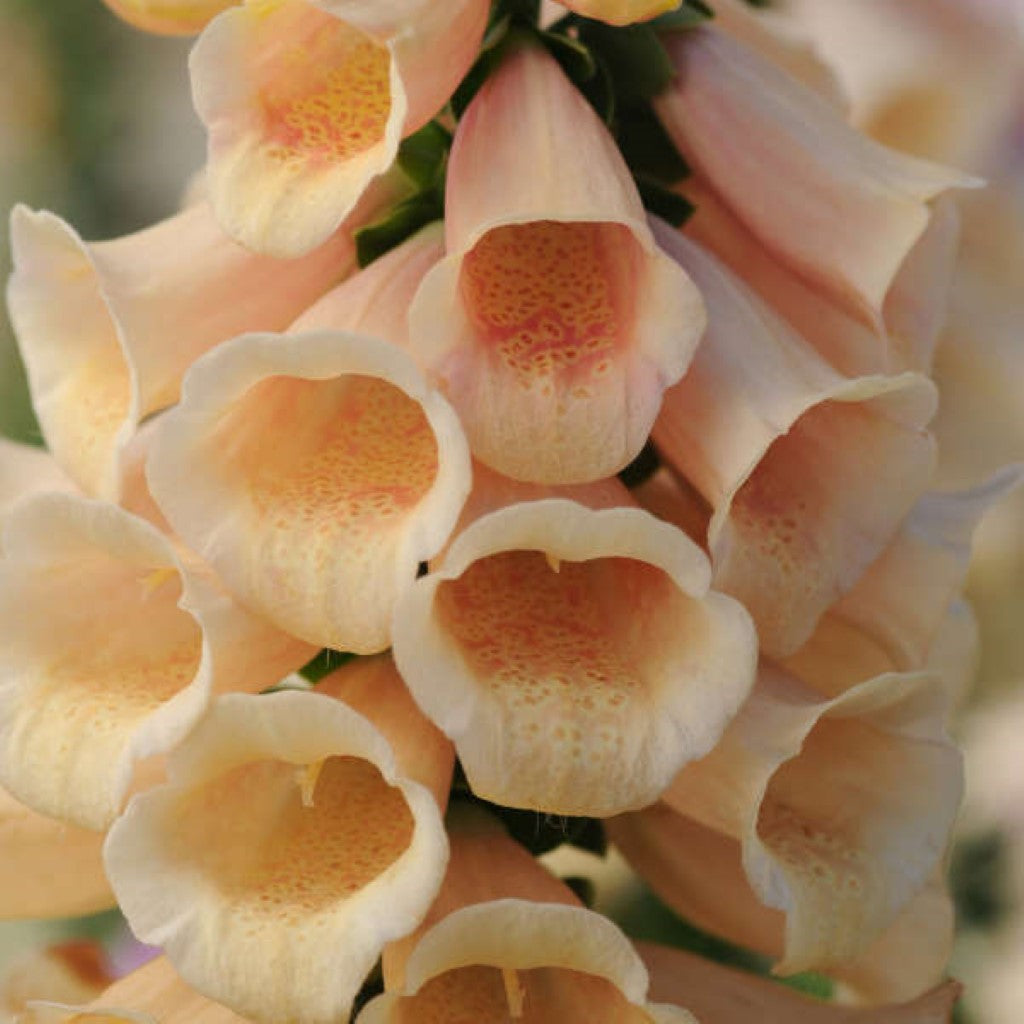 Quart Pot/10 Count Flat: Digitalis Purpurea 'Dalmatian Peach' Foxglove. Deep Green Basal Foliage