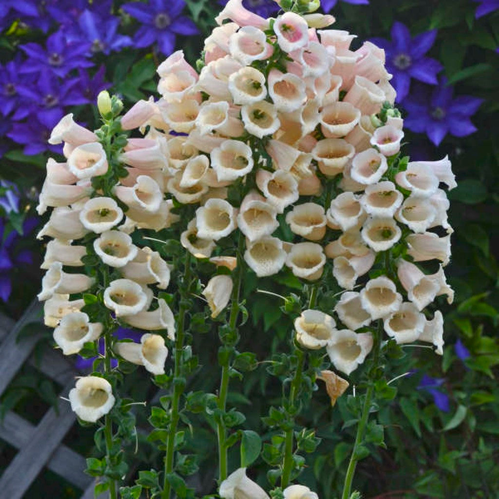 Quart Pot/10 Count Flat: Digitalis Purpurea 'Dalmatian Peach' Foxglove. Deep Green Basal Foliage