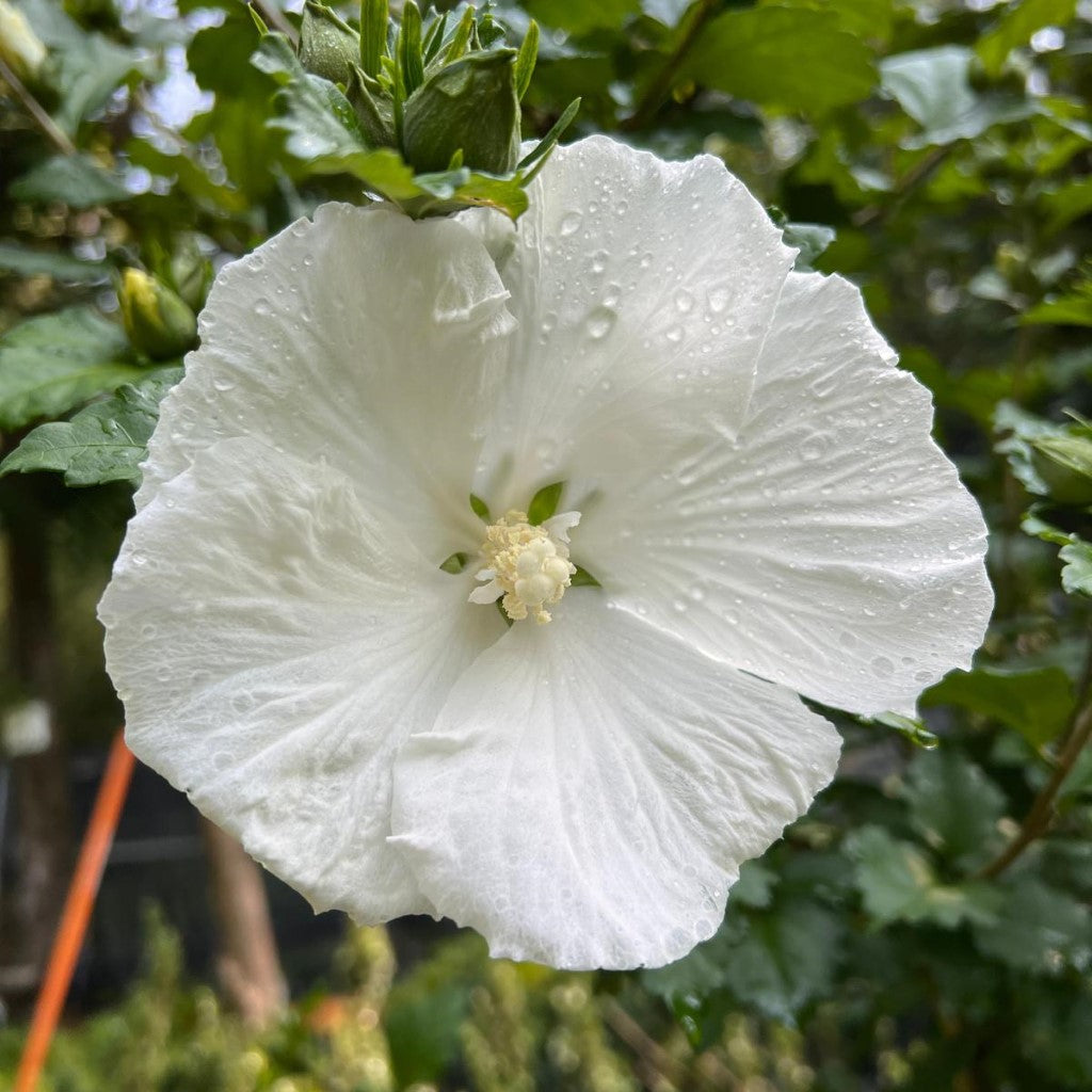 Althea Diana Single White Blooms Tree