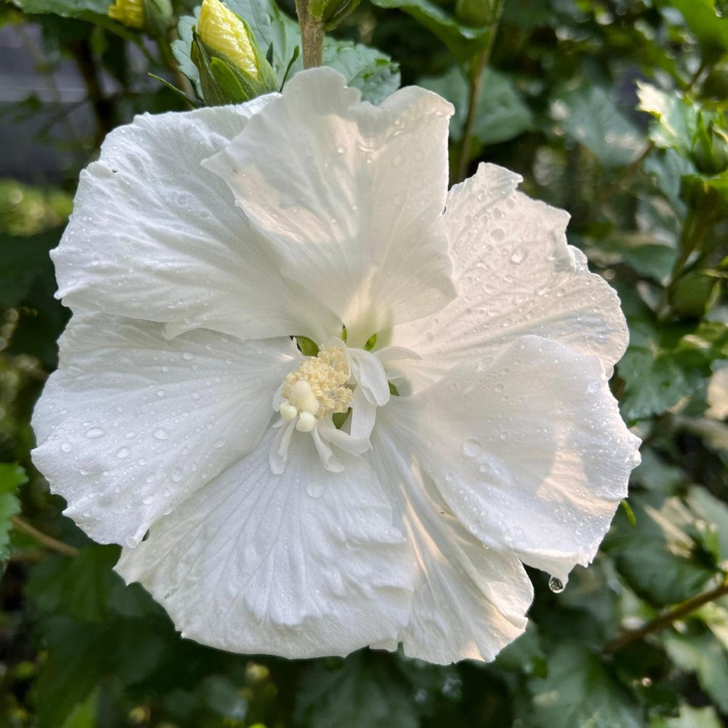 Althea Diana Single White Blooms Tree