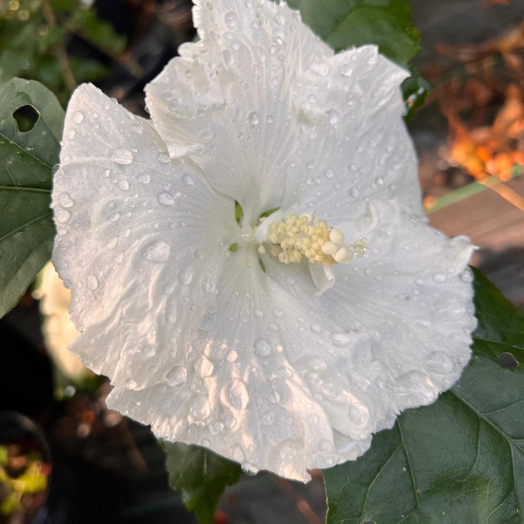 Althea Diana Single White Blooms Tree