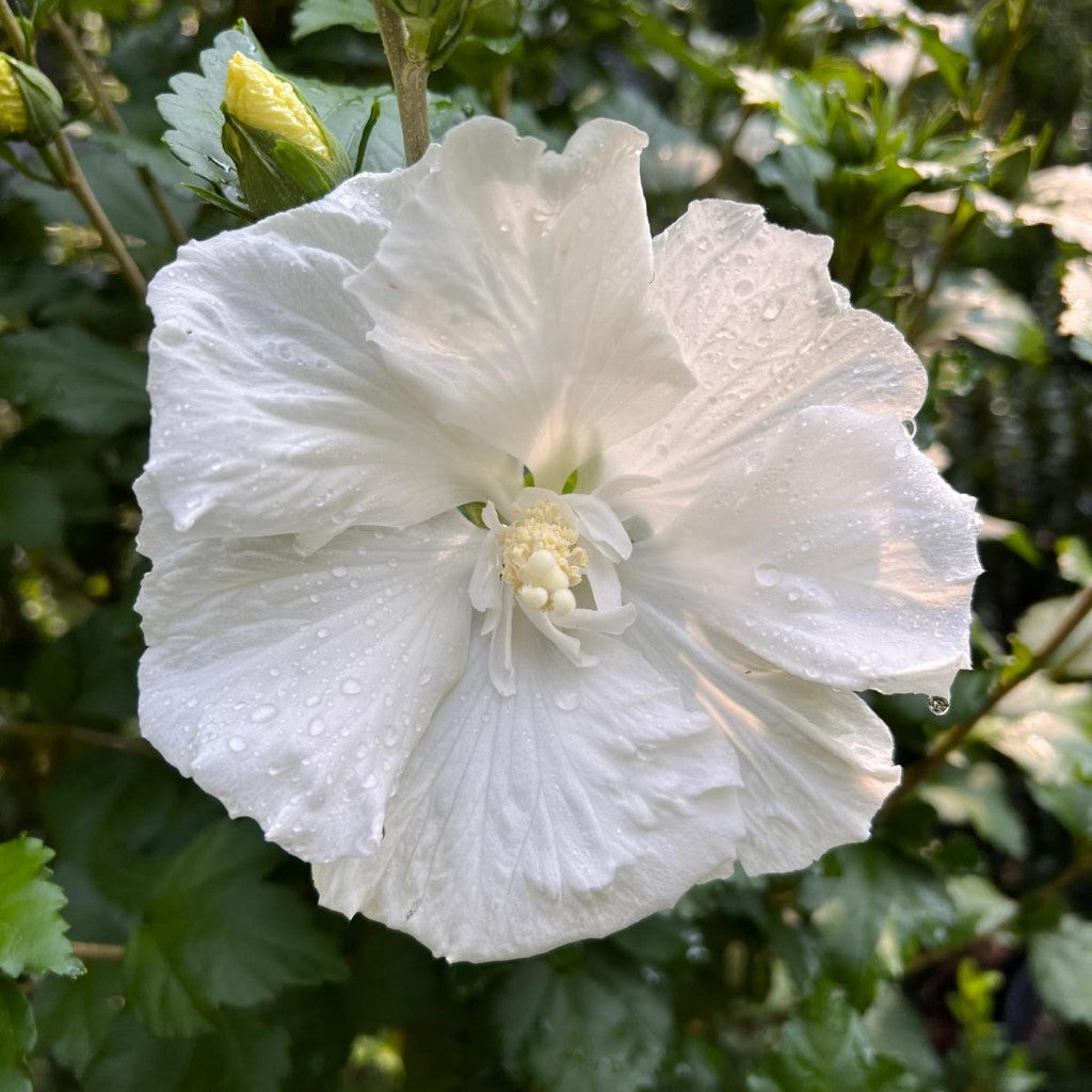 Althea Diana Single White Blooms Tree