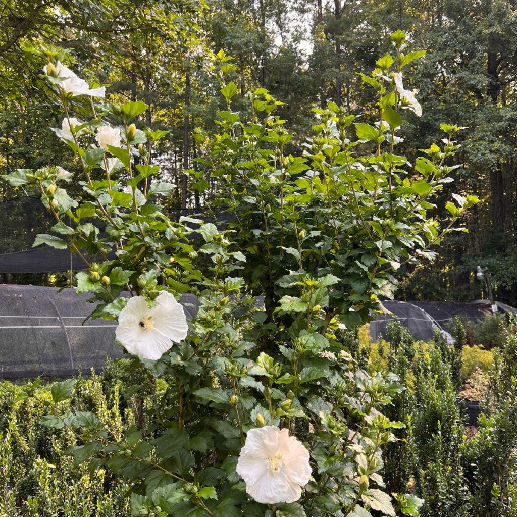 Althea Diana Single White Blooms Tree