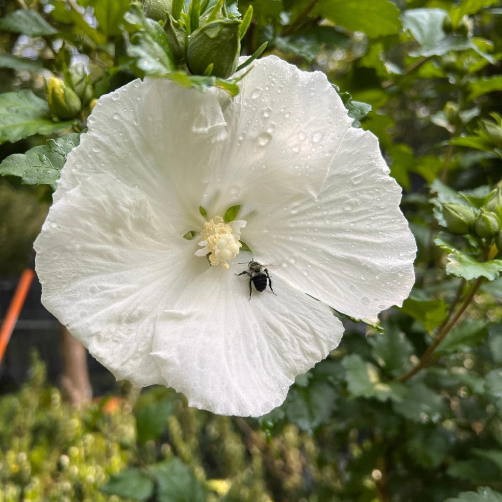 Althea Diana Single White Blooms Tree