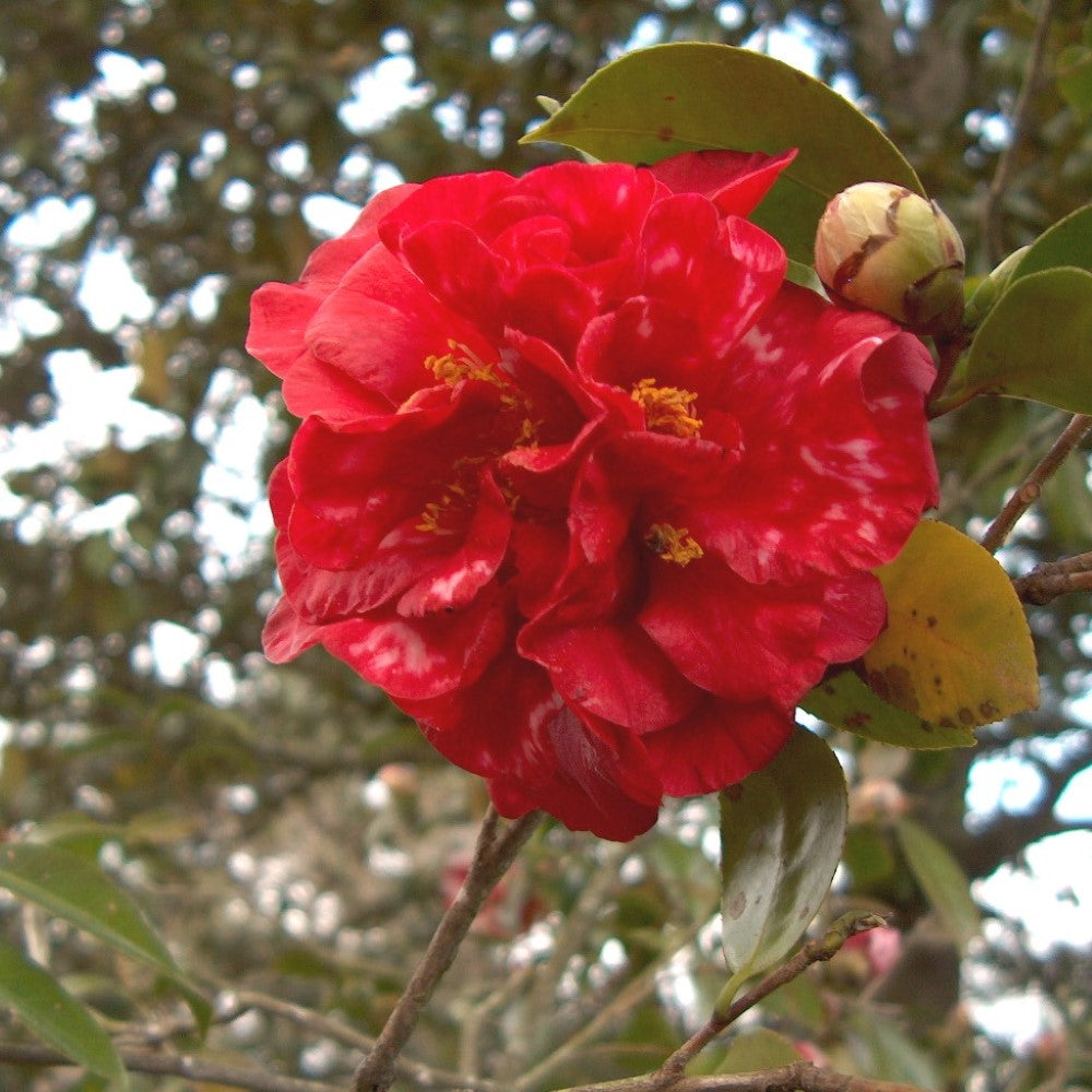 Dixie Knight Supreme Camellia