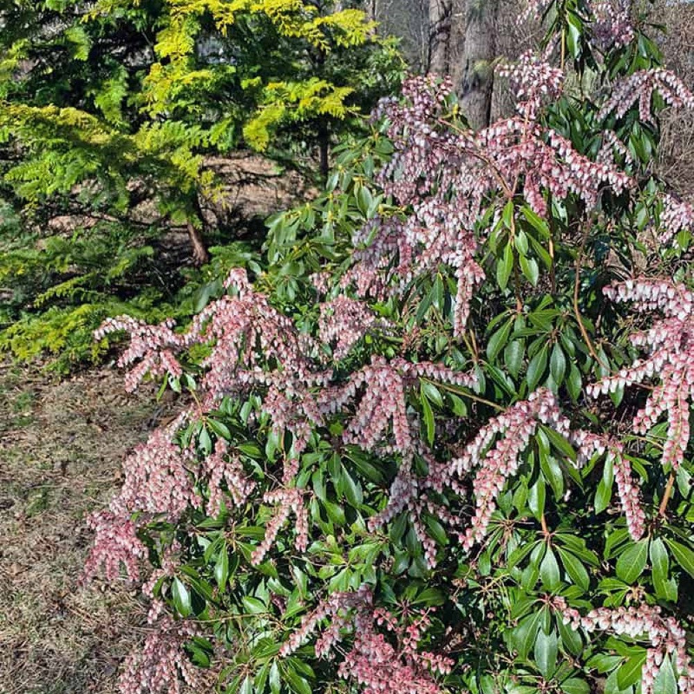 Pieris japonica 'Dorothy Wycoff'