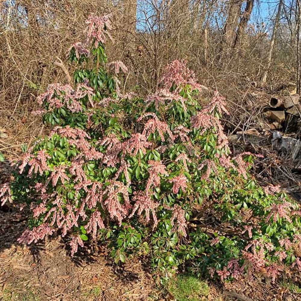 Pieris japonica 'Dorothy Wycoff'