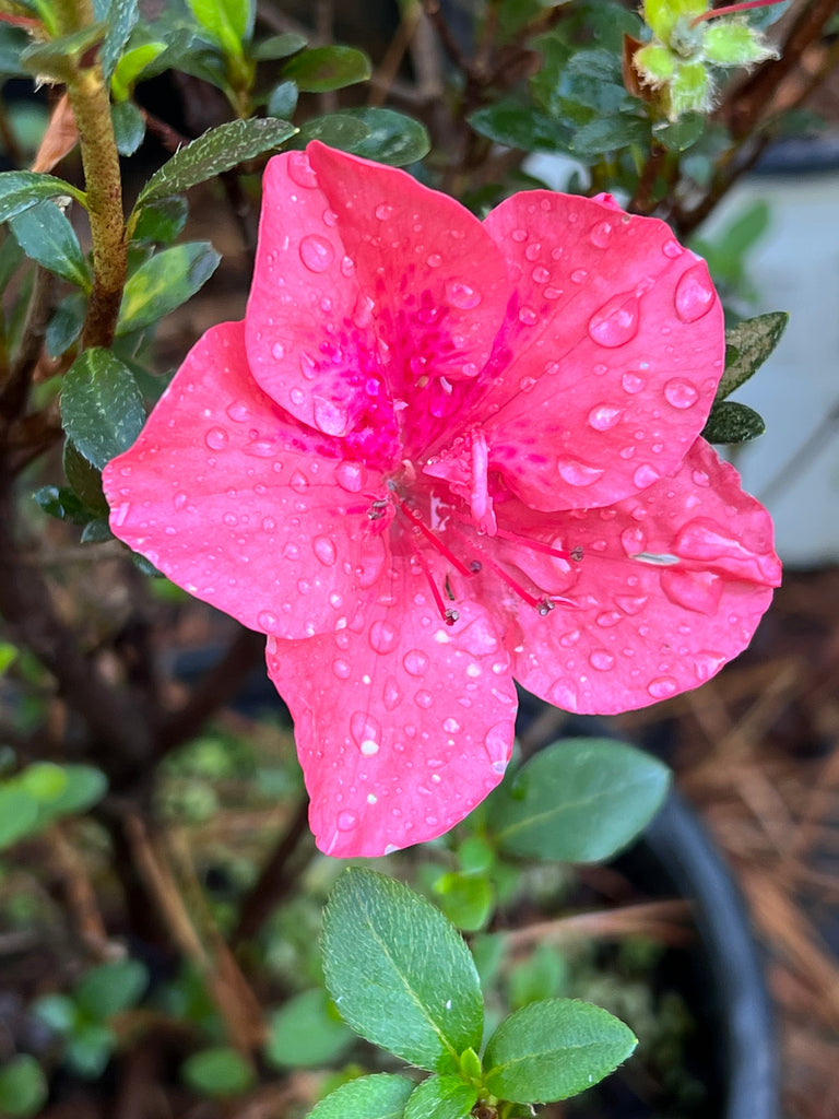 Azalea Echo Peachy Keen